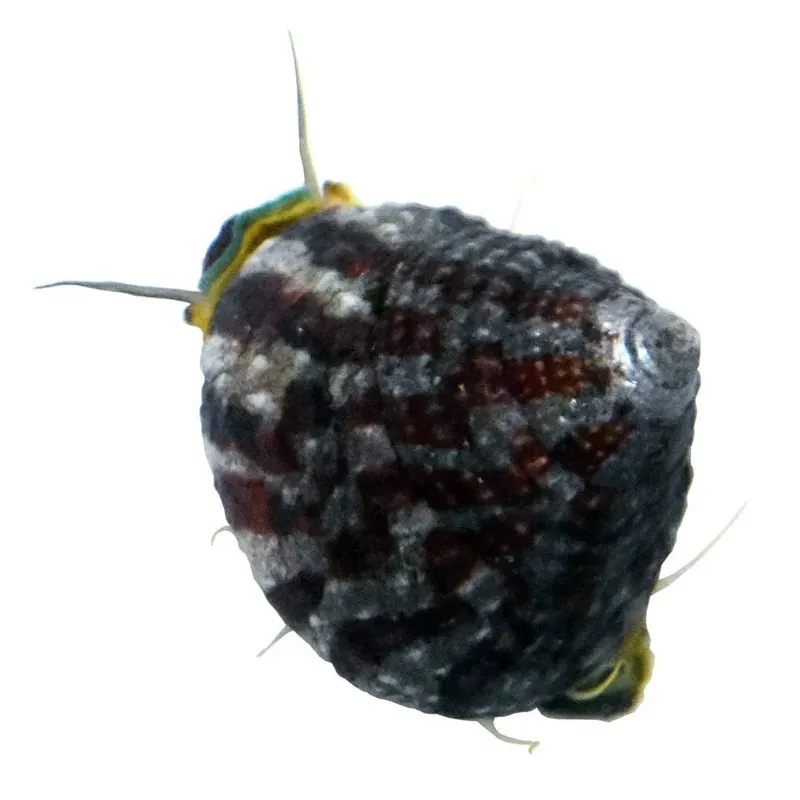 Trochus Snail - TSA Inverts