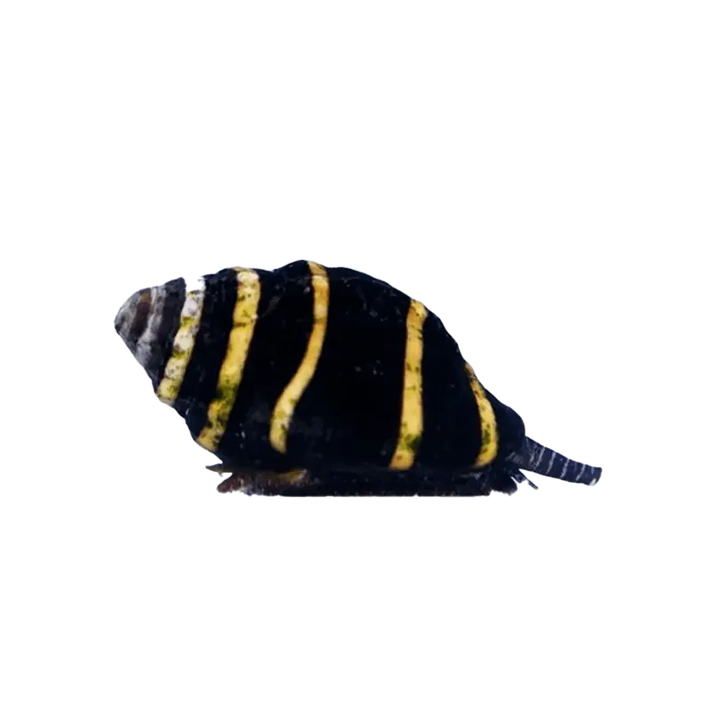 Bumble Bee Snail - TSA Inverts