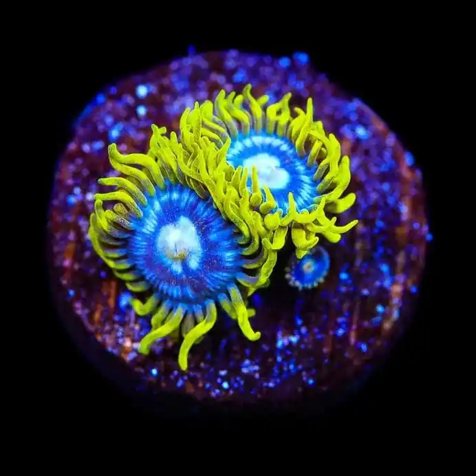 TSA Smurfette Zoanthids Coral - TSA Coral