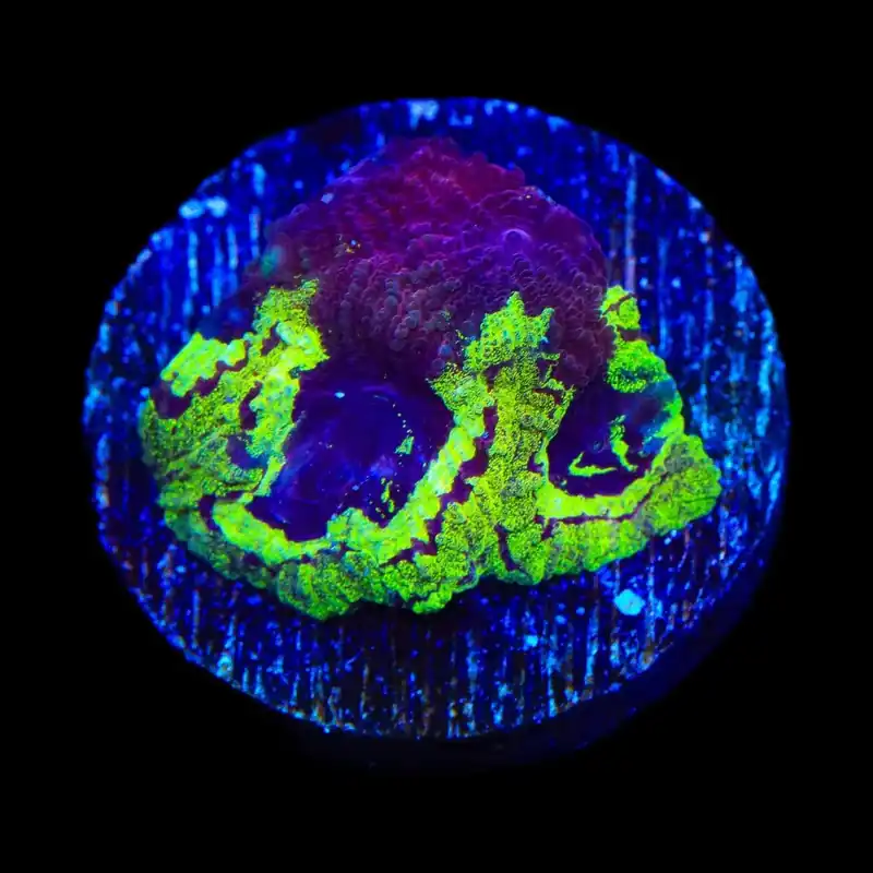 TSA Big Bang Favia Coral - TSA Coral