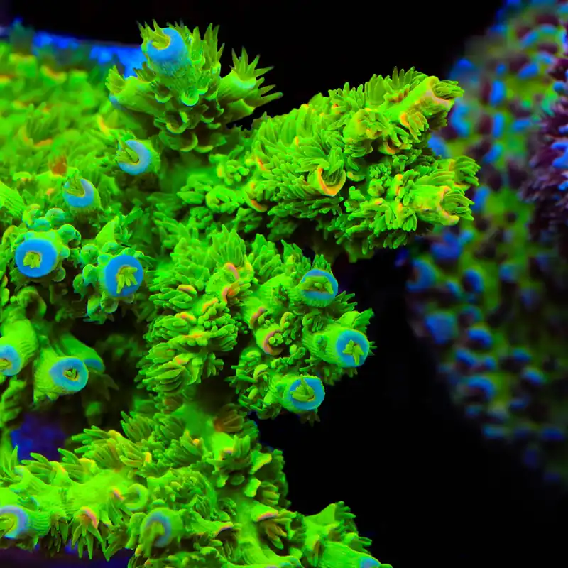TSA Peter Pan Tenuis Acropora Coral - TSA Coral