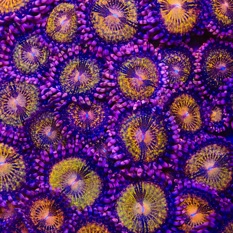 Pandora Zoanthids Coral - TSA Coral