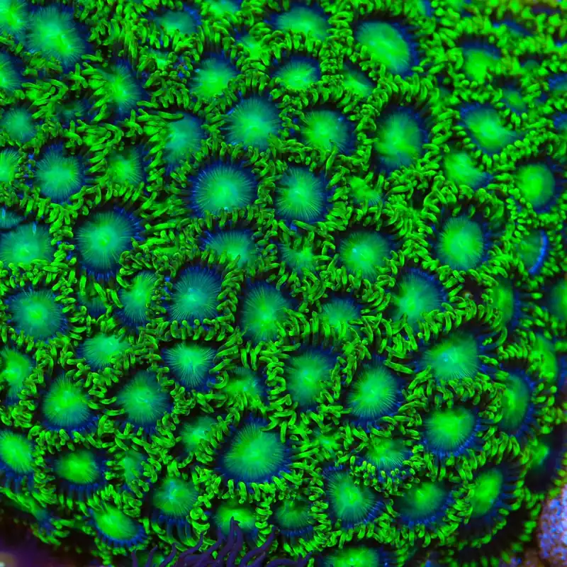 Emerald Green Zoanthids Coral - TSA Coral