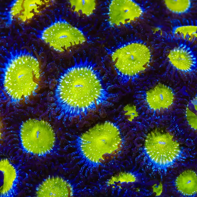 TSA Frozen Apple Zoanthids Coral - TSA Coral