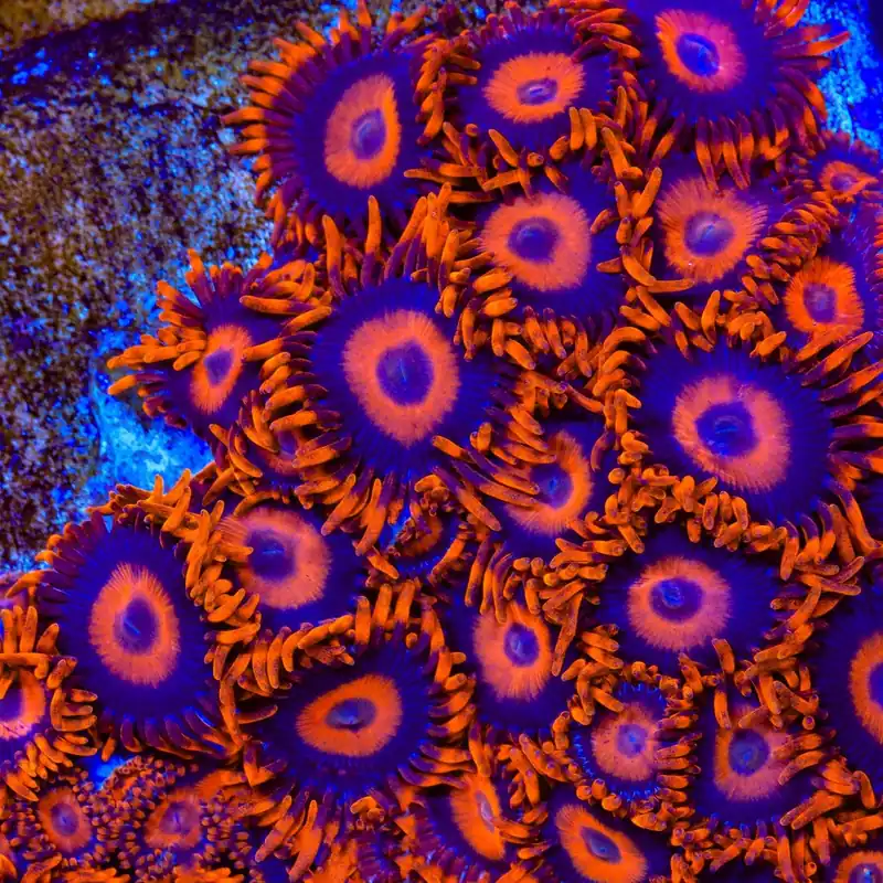 Orange Oxide Zoanthids Coral - TSA Coral