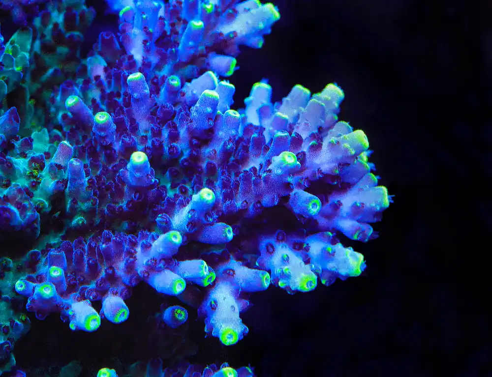 TSA Blue Flame Acropora Coral - TSA Coral