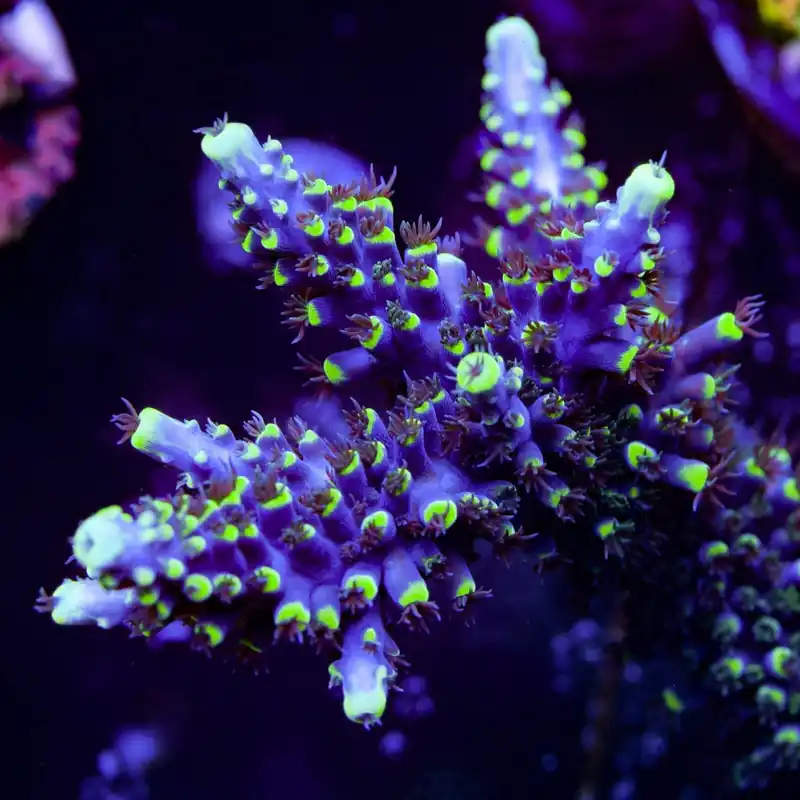 TSA Exquisita Stag Acropora Coral - TSA Coral