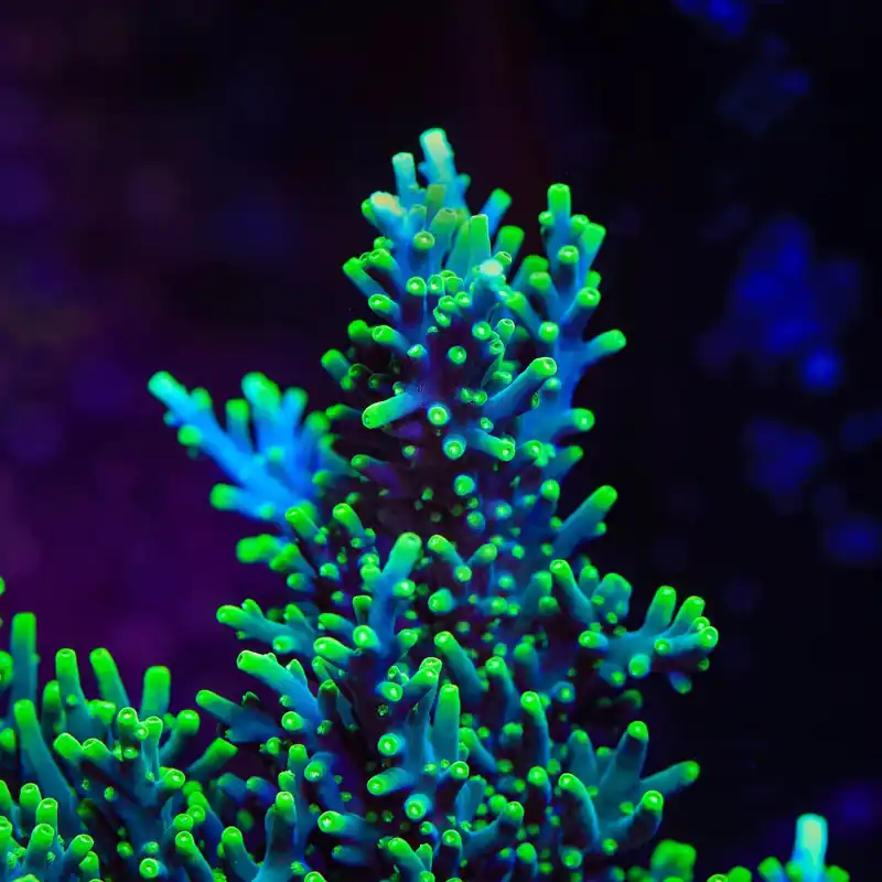TSA Green Dragon Acropora Coral - TSA Coral