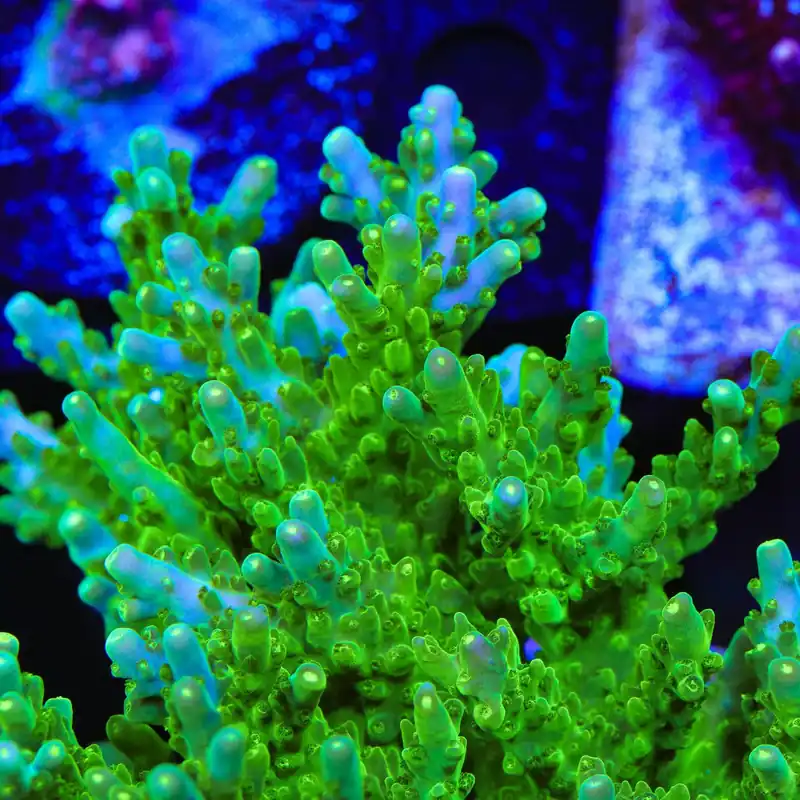 TSA Green Hornet Acropora Coral - TSA Coral
