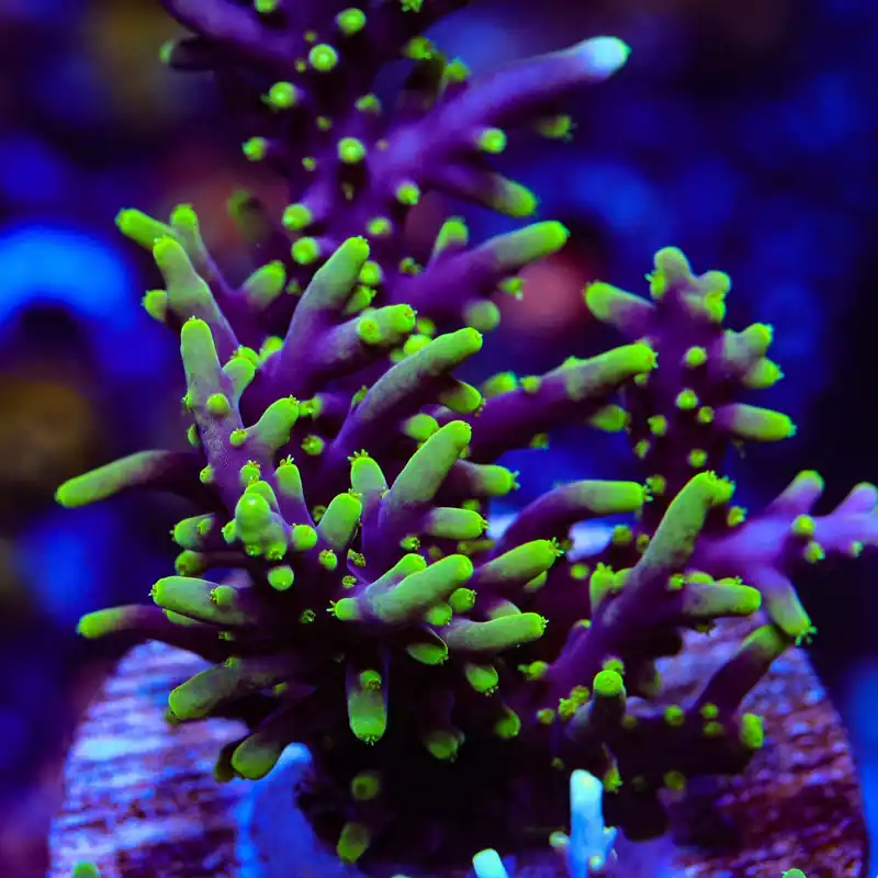 TSA Starlord Acropora Coral - TSA Coral