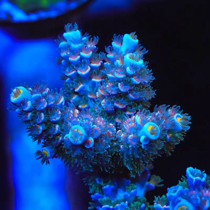 TSA Haymaker Tenuis Acropora Coral - TSA Coral