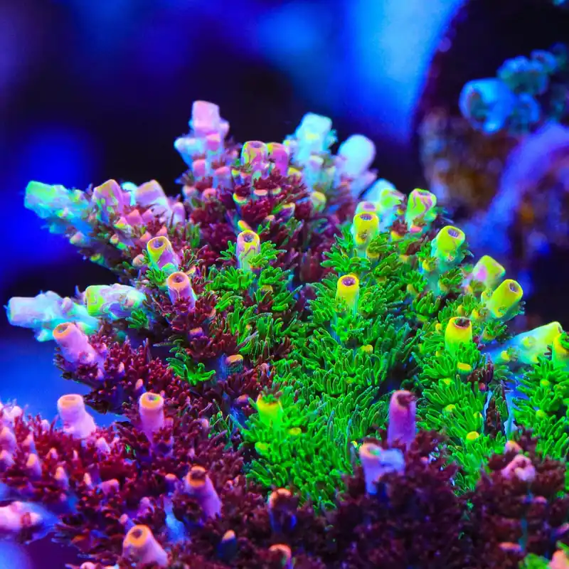 TSA Fruity Splice Acropora Coral - TSA Coral