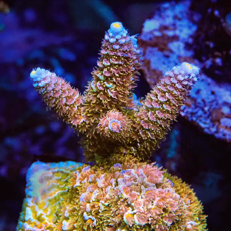 TSA Train Wreck Tenuis Acropora Coral - TSA Coral