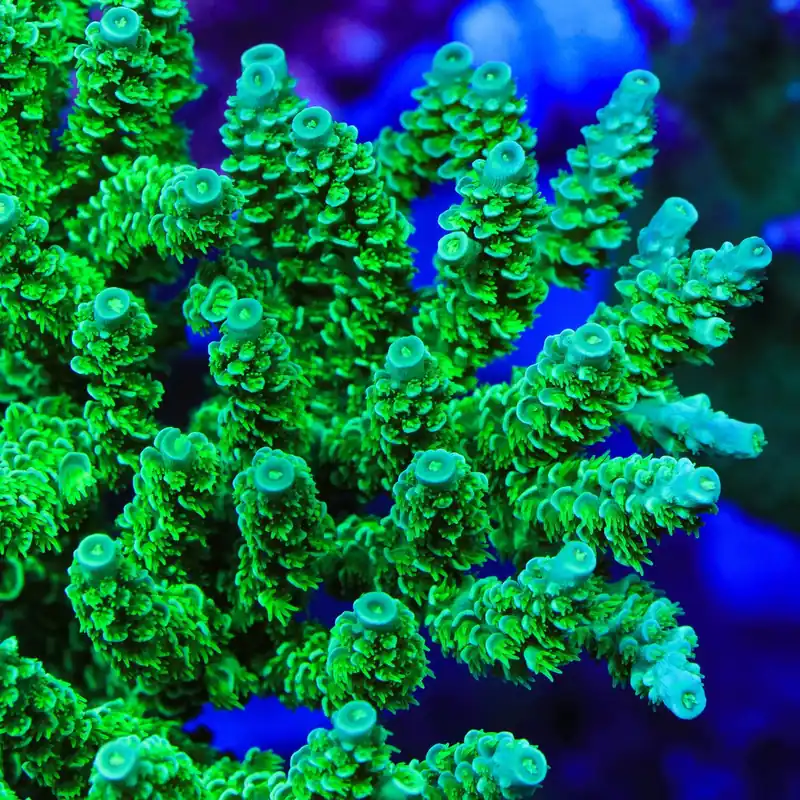 TSA The Banger Tenuis Acropora Coral - TSA Coral