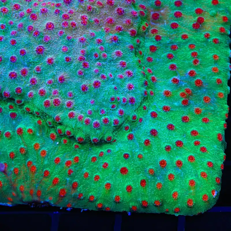 TSA Rocketman Cyphastrea Coral - TSA Coral
