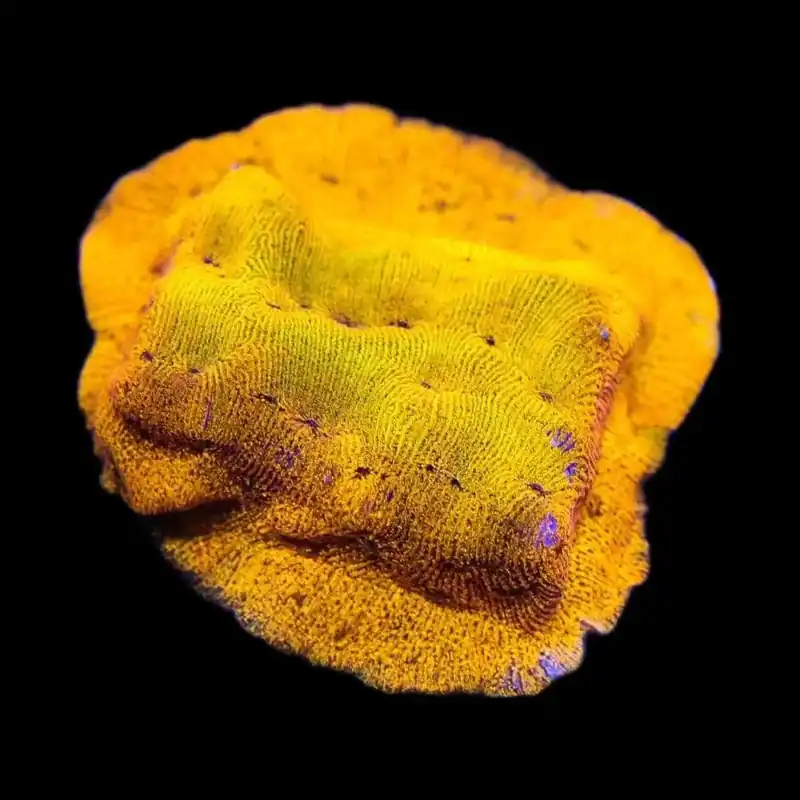 24k Gold Leptoseris Coral - TSA Coral