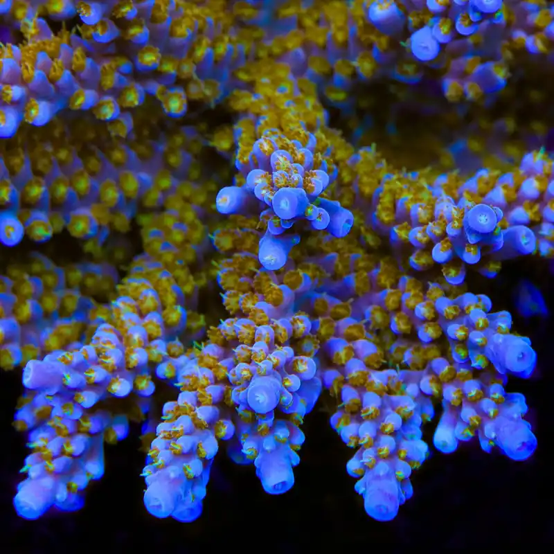 TSA Goliath Acropora Coral - TSA Coral