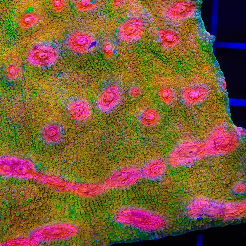 3G Mummy Eye Chalice Coral - TSA Coral
