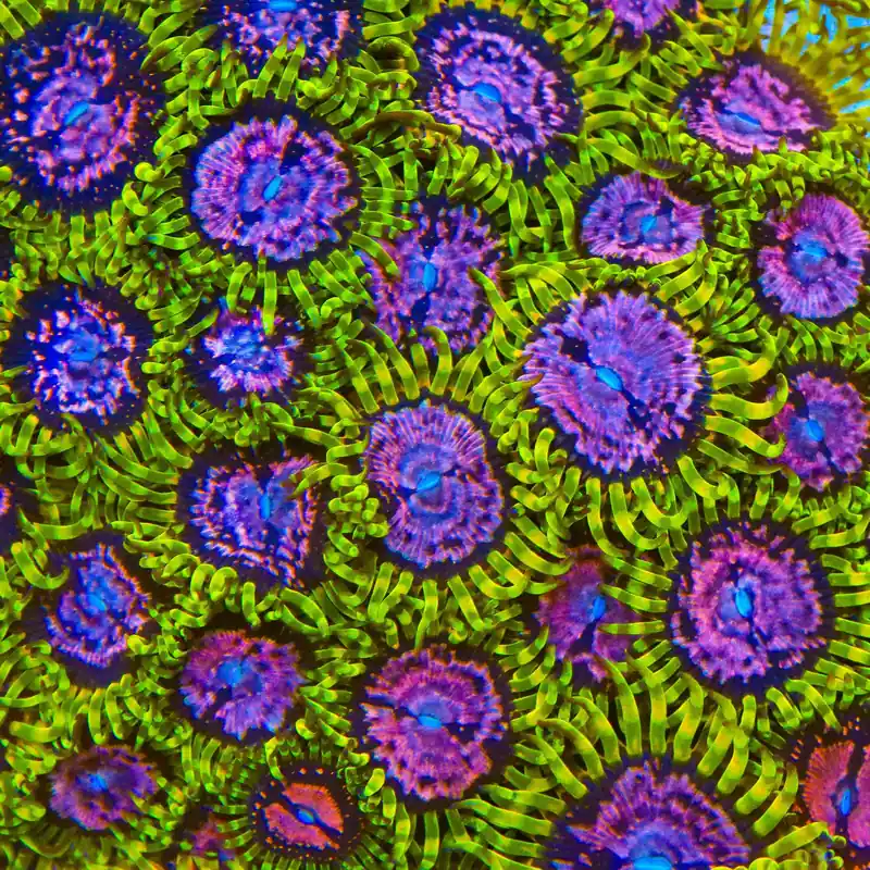 Purple Monsters Zoanthids Coral - TSA Coral