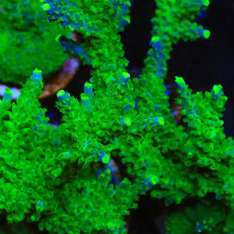 Paletta Tricolor Acropora Coral - TSA Coral