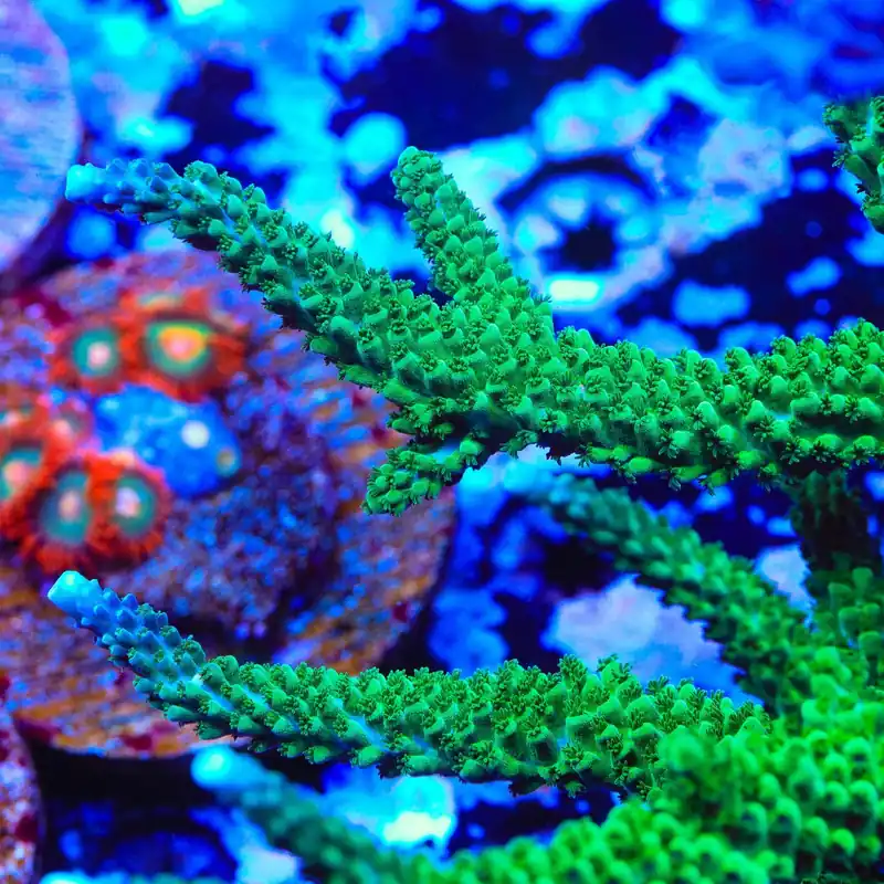 TSA Aquamarine Stag Acropora Coral - TSA Coral