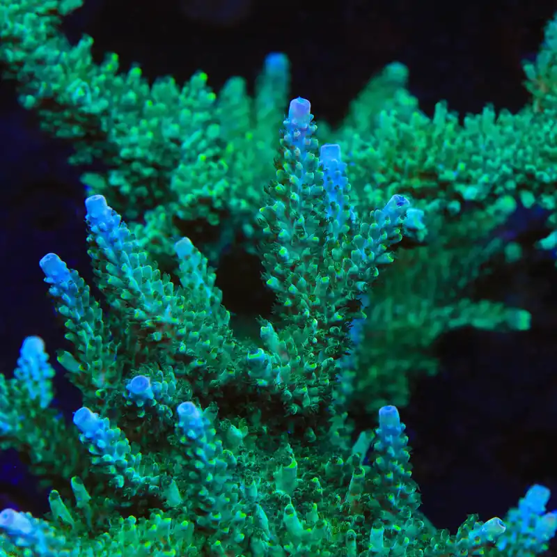 TSA Sprocket Acropora Coral - TSA Coral