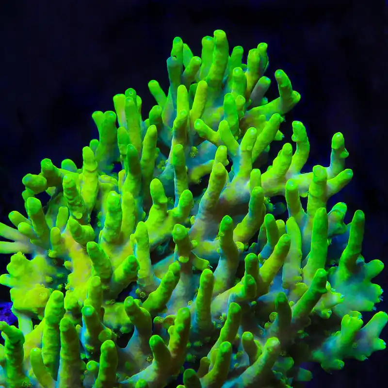 Banana Lokani Acropora Coral - TSA Coral