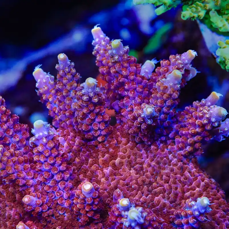 TSA Bottle Rocket Acropora Coral - TSA Coral