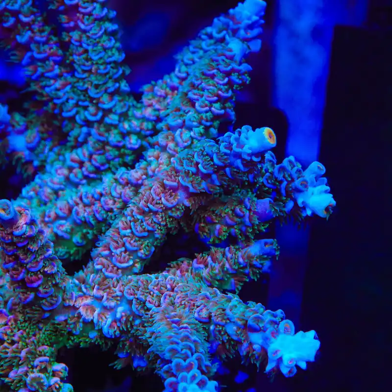 TSA Peach Tree Tenuis Acropora Coral - TSA Coral
