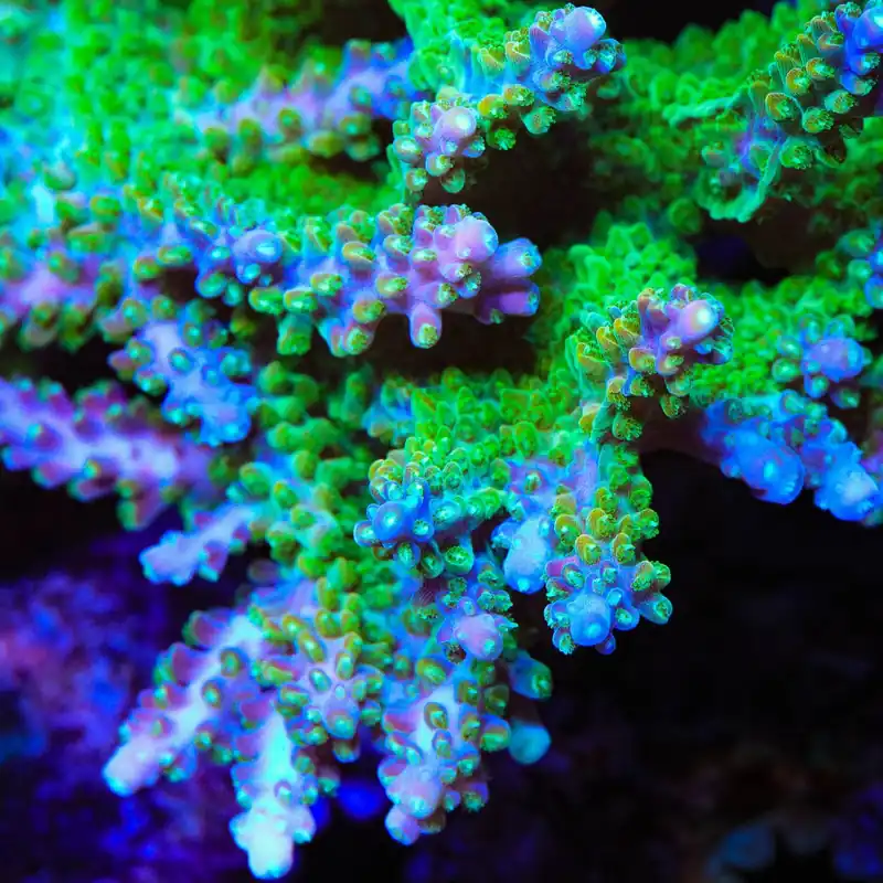 JF Shocktart Acropora Coral - TSA Coral