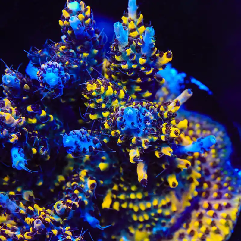 TSA Colonel Mustard Acropora Coral - TSA Coral