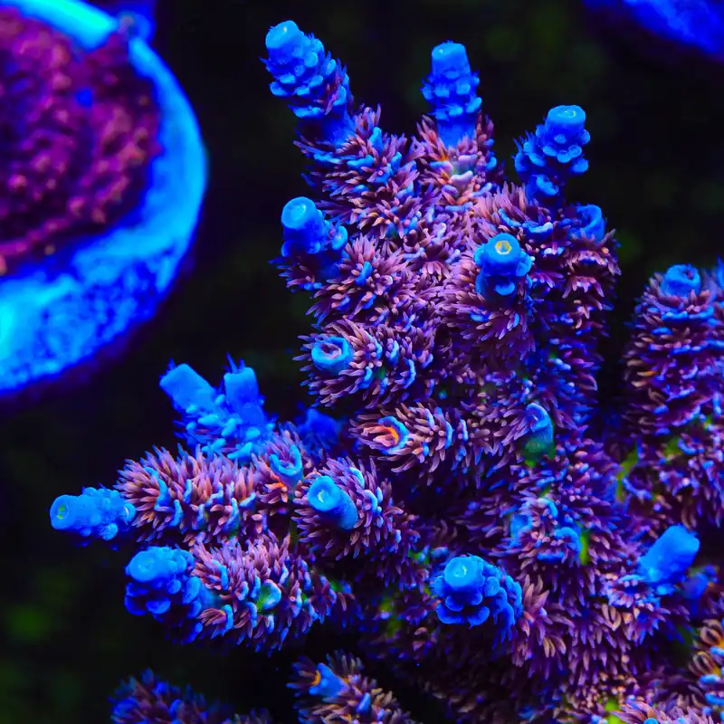 TSA Nebula Tenuis Acropora Coral - TSA Coral