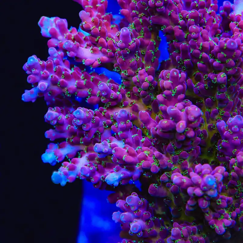 TSA Hellraiser Acropora Coral - TSA Coral