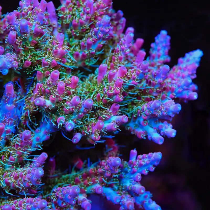 TSA Lavender Haze Acropora Coral - TSA Coral
