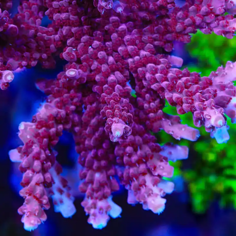 TSA Red Robin Acropora Coral - TSA Coral