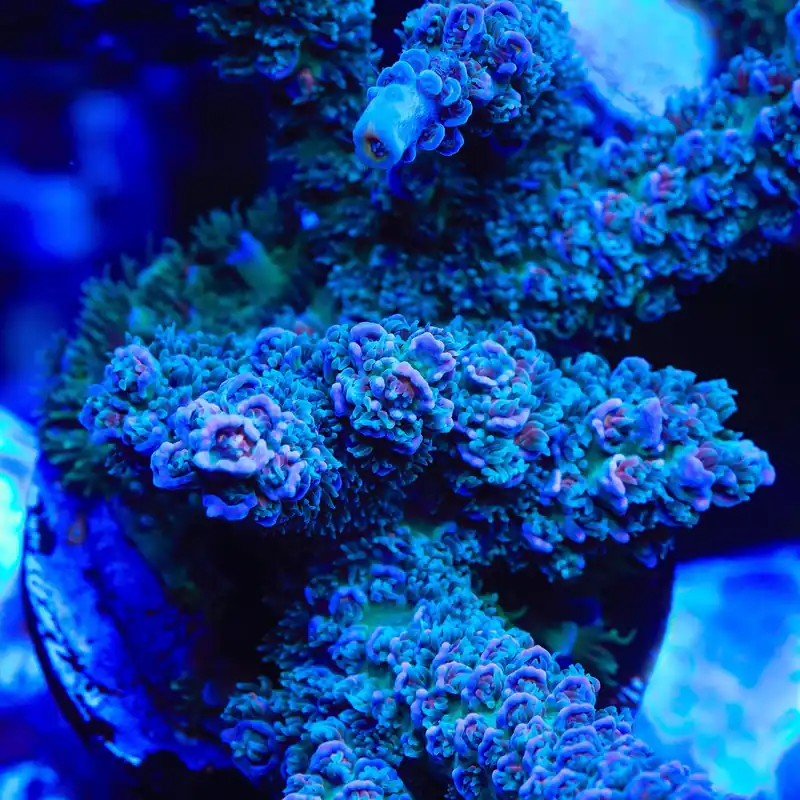 TSA Silver Surfer Tenuis Acropora Coral - TSA Coral