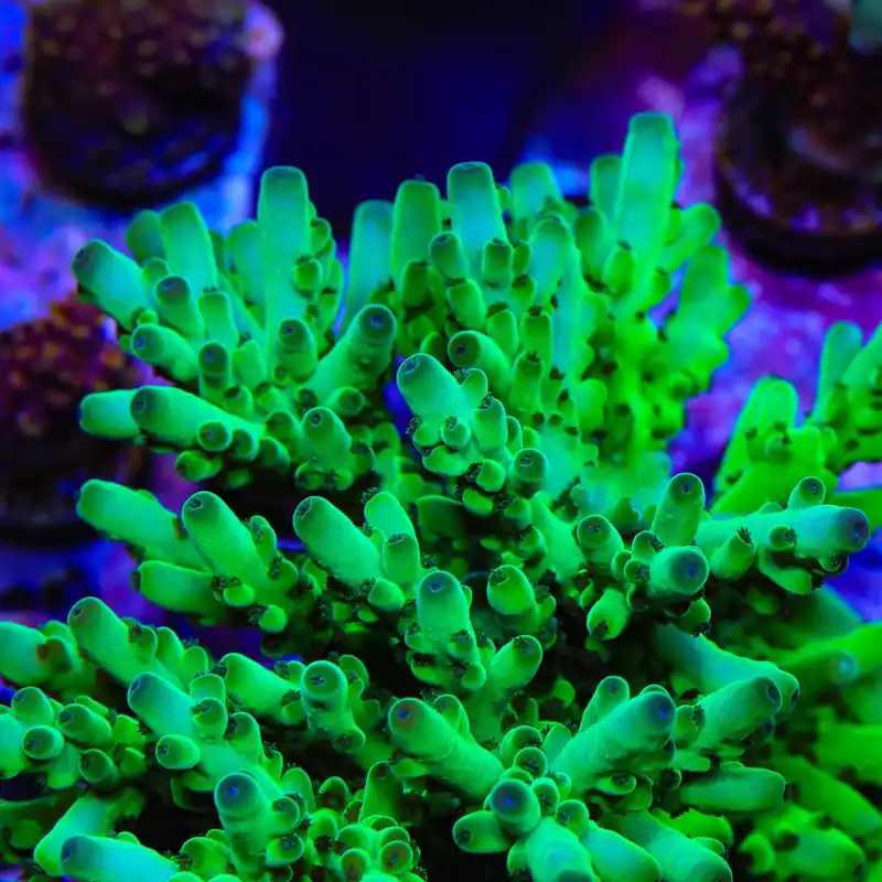 TSA Pearl Acropora Coral - TSA Coral