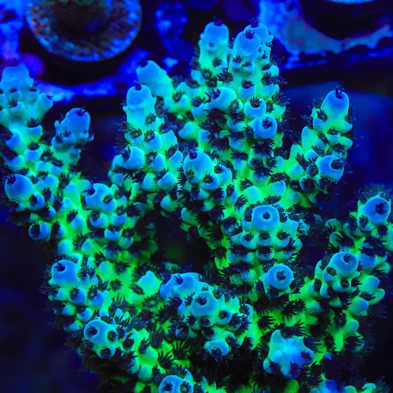 Cookie Monster Acropora Coral - TSA Coral