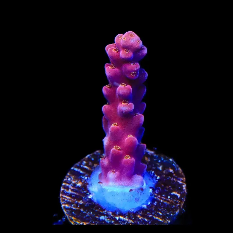 TSA Dantes Inferno Acropora Coral - TSA Coral