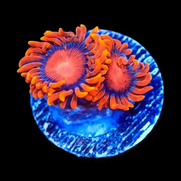 Bam Bam Zoanthids Coral - TSA Coral