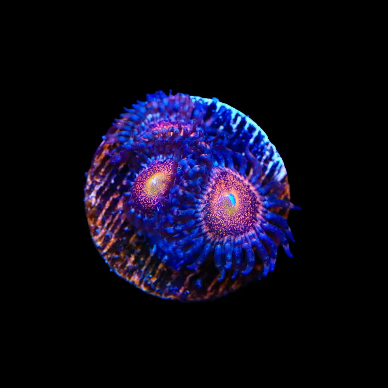 Mohawk Zoanthids Coral - TSA Coral