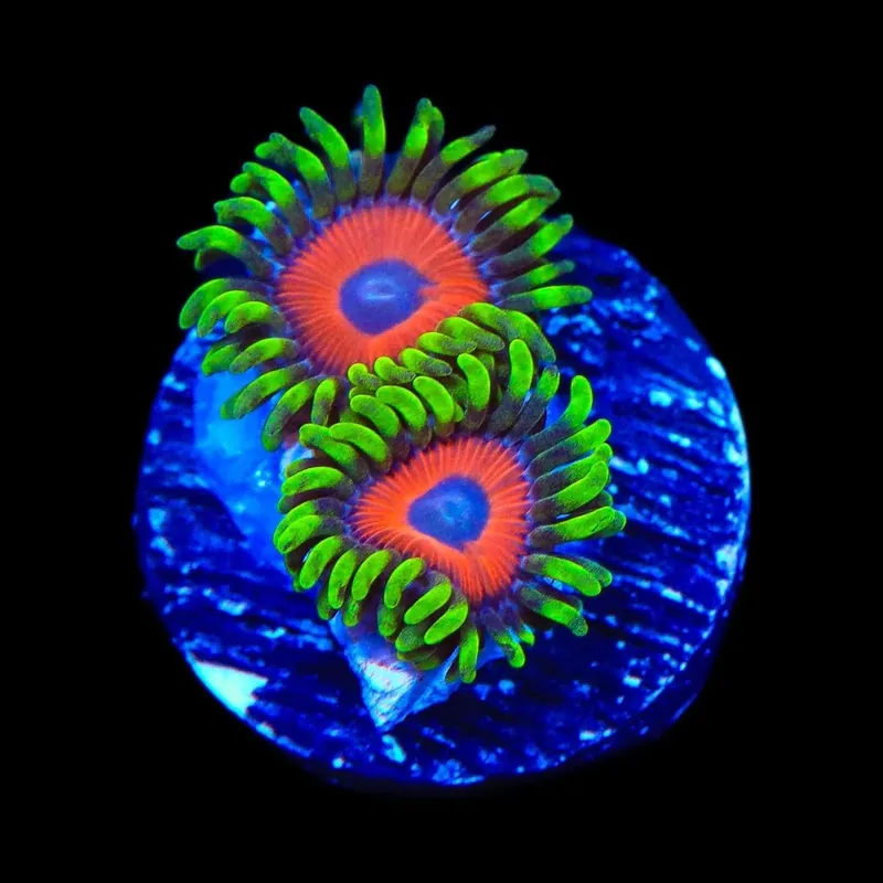 Whammin Watermelon Zoanthids Coral - TSA Coral