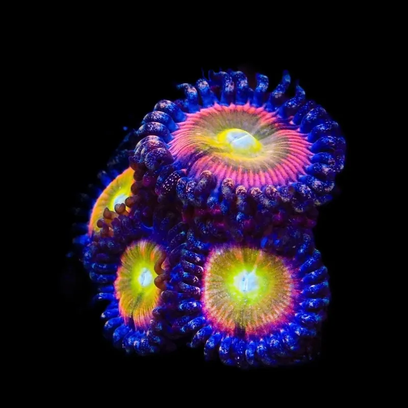 TSA Rainbow Spectrum Zoanthids Coral - TSA Coral