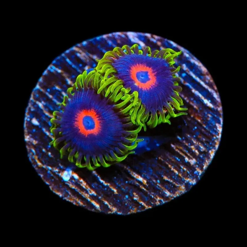 Purple Heart Zoanthids Coral - TSA Coral