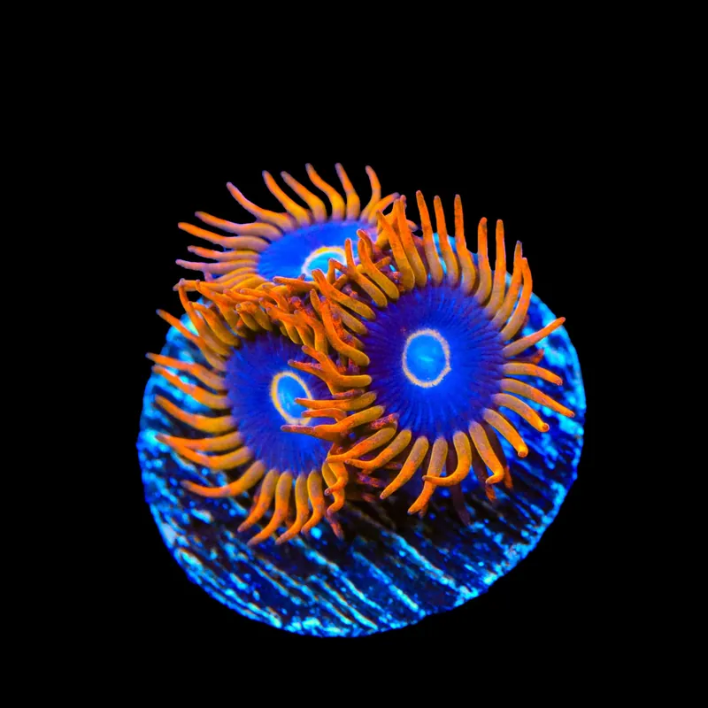 Rainbow Hornet Zoanthids Coral - TSA Coral