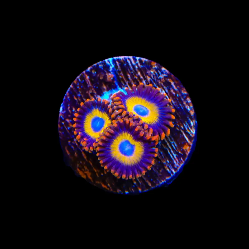 Fruit Loop Zoanthids Coral - TSA Coral