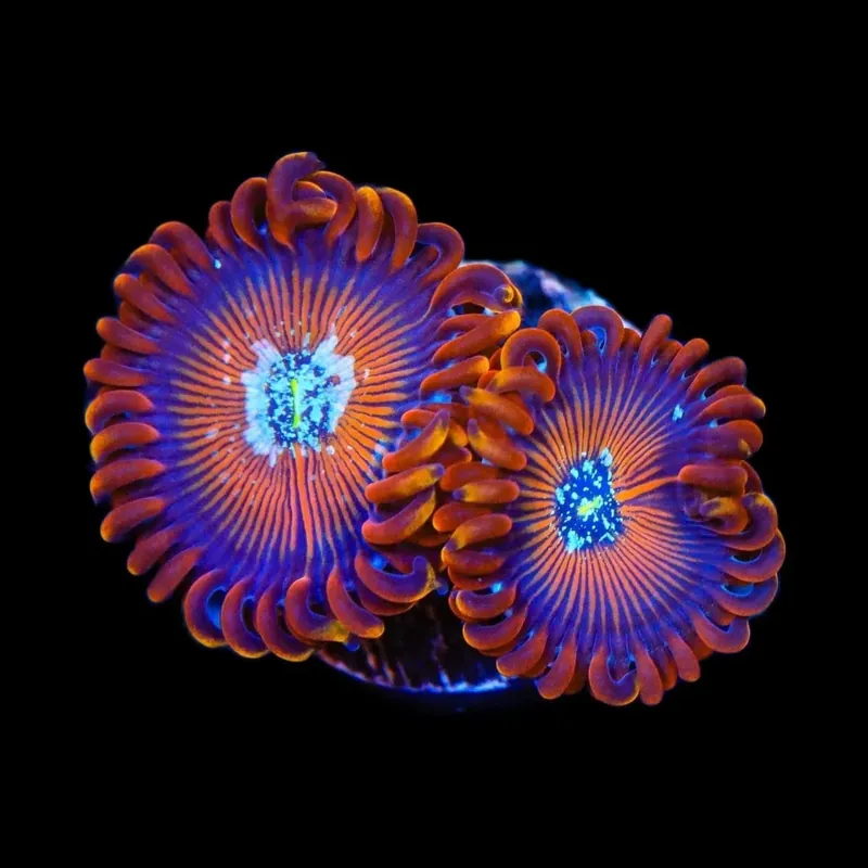 ACI Wizard Zoanthids Coral - TSA Coral