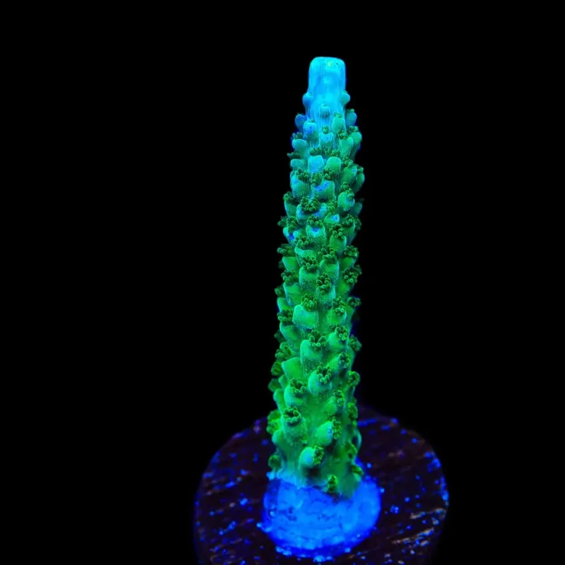TSA Aquamarine Stag Acropora Coral - TSA Coral