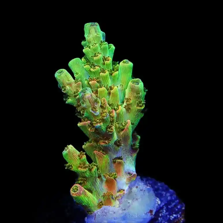 TSA Dan Aykroyd Acropora Coral - TSA Coral