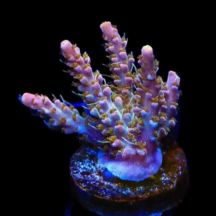 CC Voodoo Majick Acropora Coral - TSA Coral